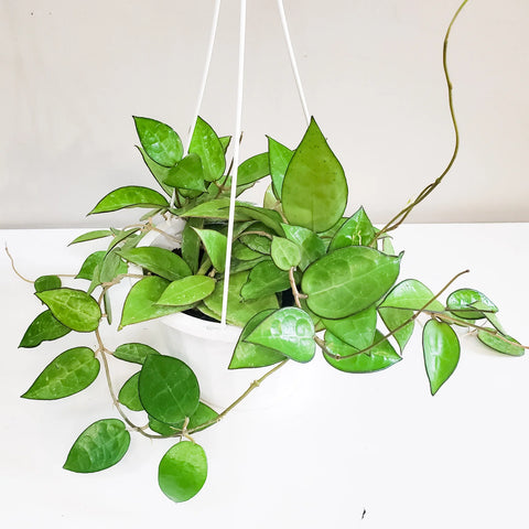 Hoya Parasitica 'Black Margin'