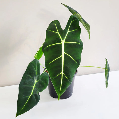 Alocasia Micholitziana - Frydek