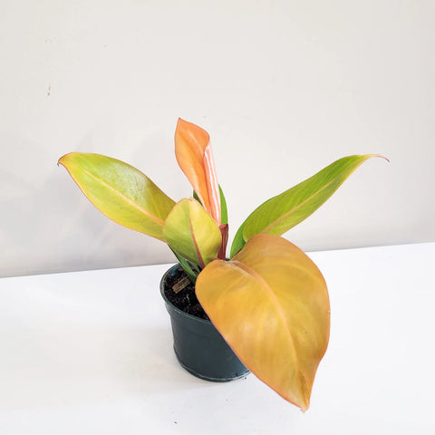 Philodendron Prince of Orange