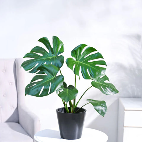Monstera Deliciosa