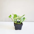 Epipremnum Aureum - Pearls and Jade Pothos
