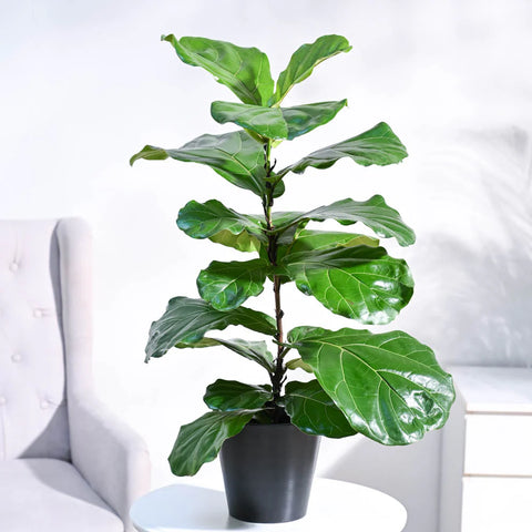 Fiddle Leaf Fig