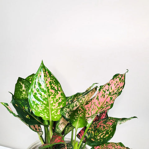 Aglaonema Commutatum - Valentine
