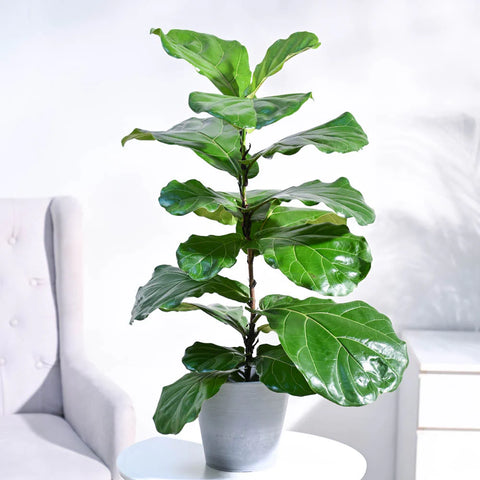 Fiddle Leaf Fig