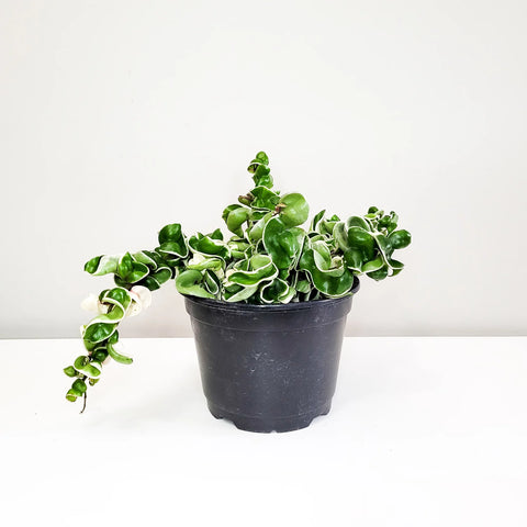 Hoya Carnosa Compacta - Hindu Rope