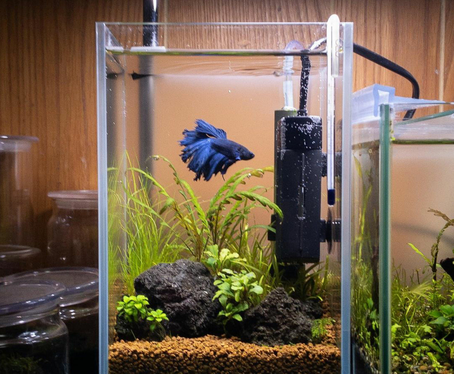 Aquarium Setup & Maintenance