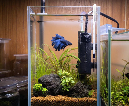 Aquarium Setup & Maintenance