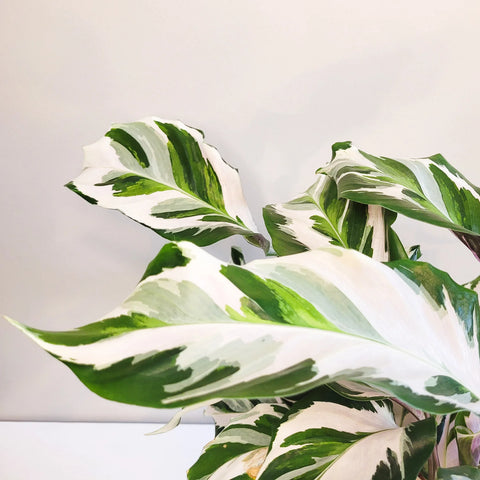 Calathea Lietzei - White Fusion