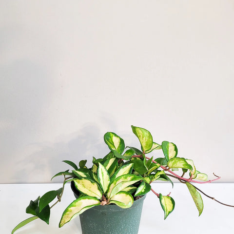 Hoya Carnosa Rubra - Krimson Princess