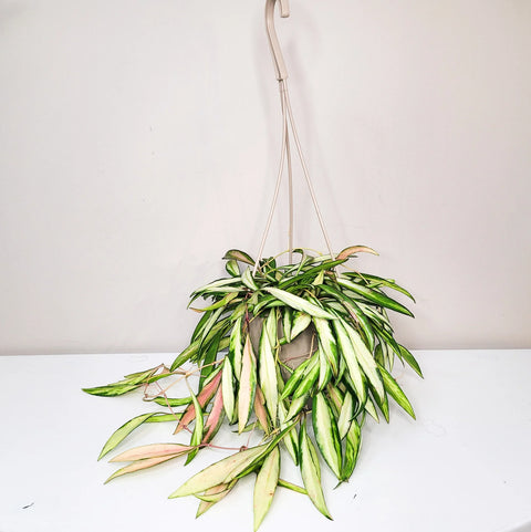 Hoya Wayetti Variegata
