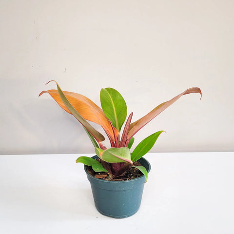 Philodendron Prince of Orange