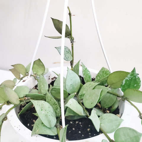 Hoya Krohniana Silver