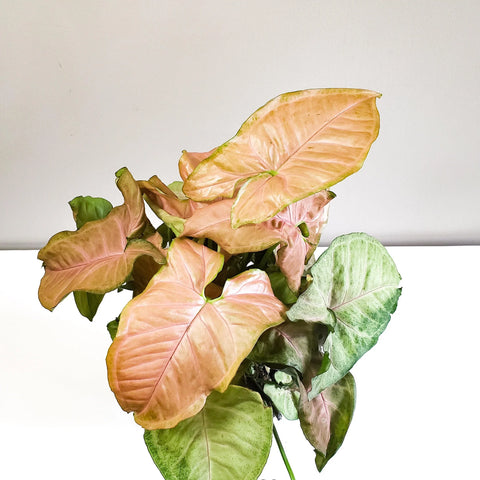 Syngonium Pink