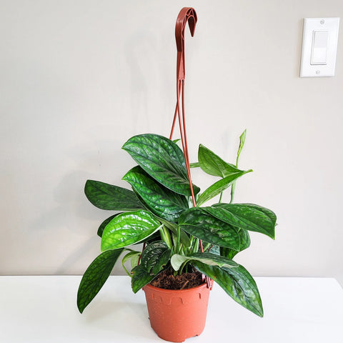 Monstera Karstenianum - Peru