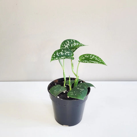 Money Plant Satin - Scindapsus Pictus Argyraeus