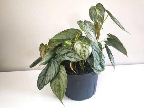 Philodendron Brandtianum - Brandi