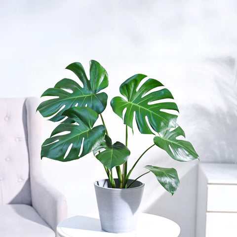 Monstera Deliciosa