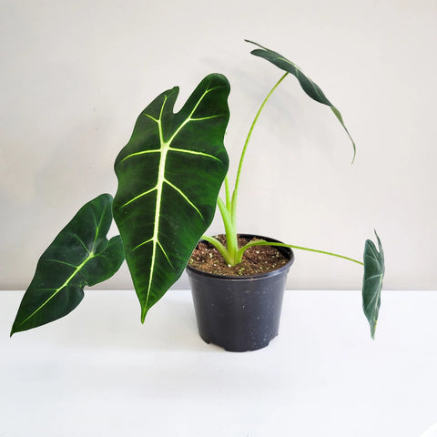 Alocasia Micholitziana - Frydek