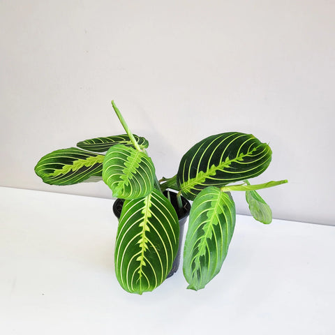 Maranta Leuconeura - Lemon Lime Prayer