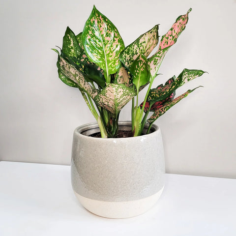 Aglaonema Commutatum - Valentine