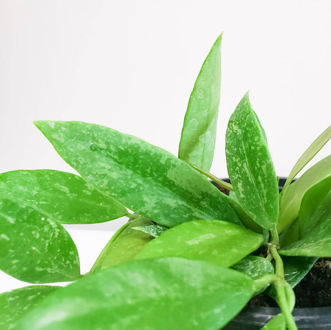 Hoya Gracilis (Memoria)