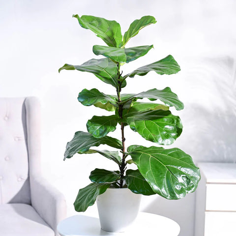 Fiddle Leaf Fig