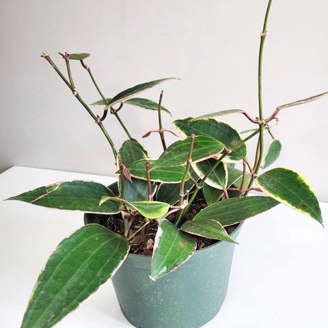 Hoya Latifolia Variegata