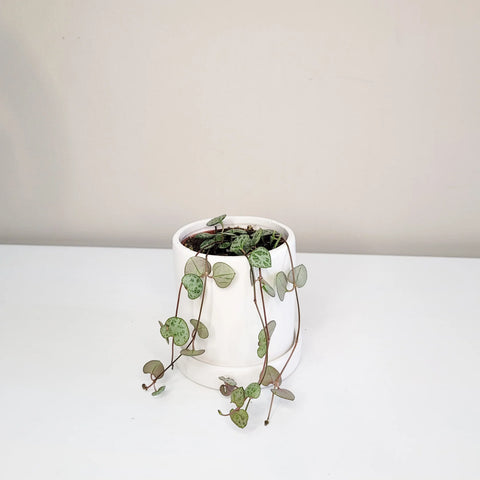 String of Hearts - Silver Glory