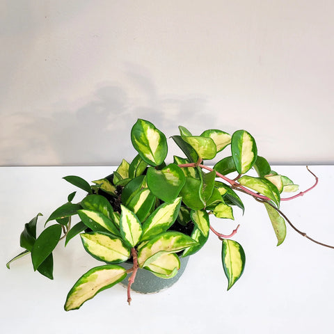 Hoya Carnosa Rubra - Krimson Princess