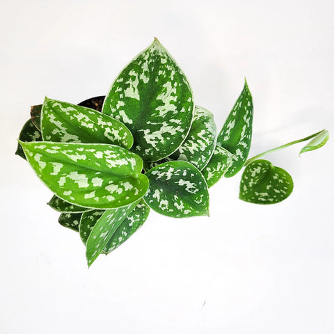 Money Plant Satin - Scindapsus Pictus Argyraeus