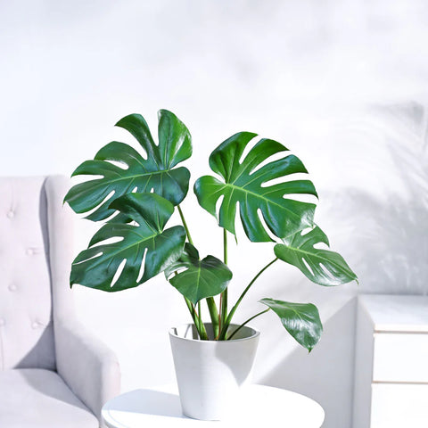 Monstera Deliciosa
