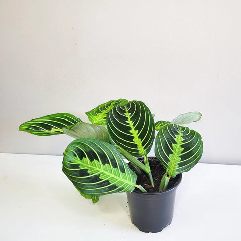 Maranta Leuconeura - Lemon Lime Prayer