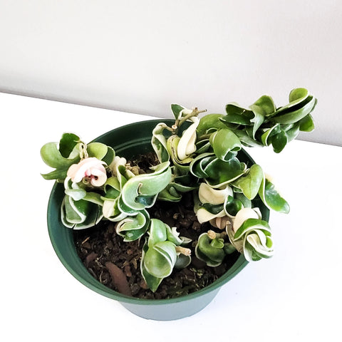 Hoya Carnosa Compacta - Hindu Rope