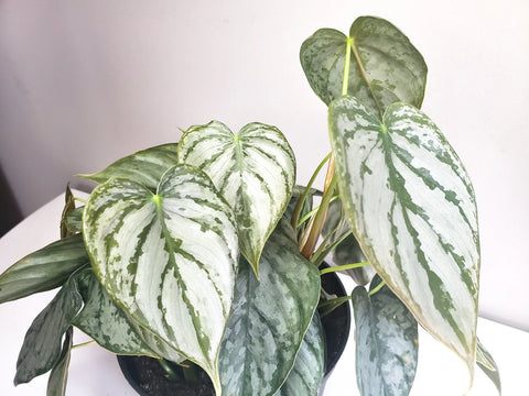 Philodendron Brandtianum - Brandi