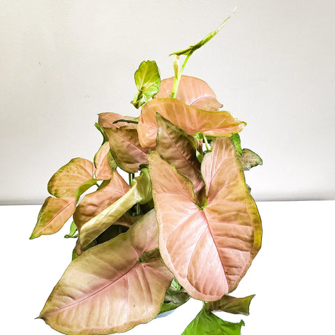 Syngonium Pink