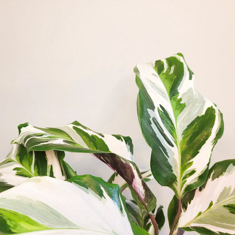 Calathea Lietzei - White Fusion
