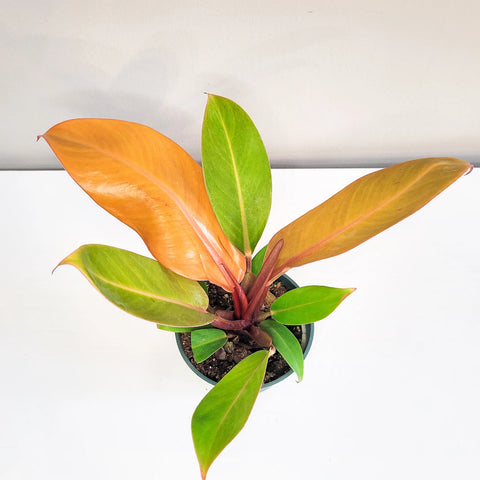 Philodendron Prince of Orange
