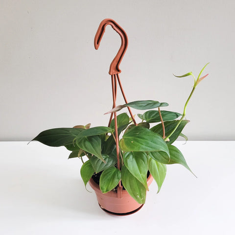 Philodendron Micans