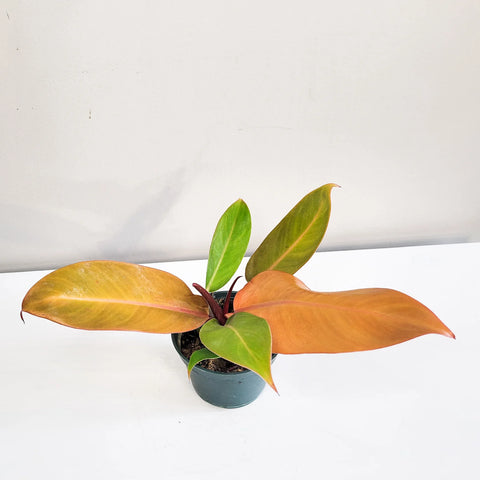 Philodendron Prince of Orange
