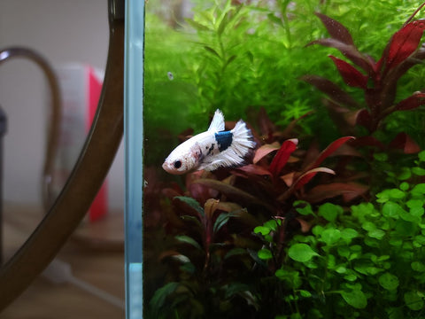 Aquarium Setup & Maintenance