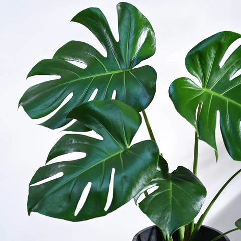 Monstera Deliciosa