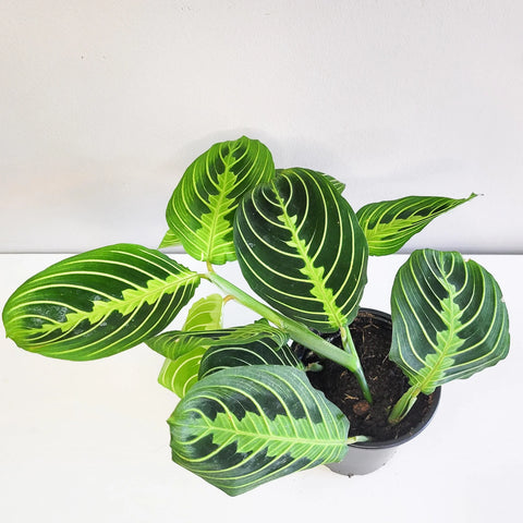 Maranta Leuconeura - Lemon Lime Prayer