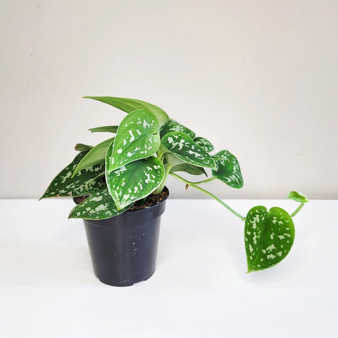 Money Plant Satin - Scindapsus Pictus Argyraeus