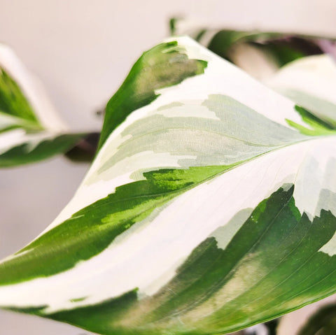 Calathea Lietzei - White Fusion