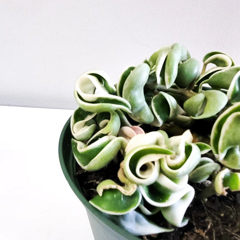 Hoya Carnosa Compacta - Hindu Rope