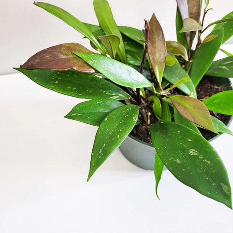 Hoya Pubicalyx