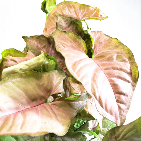 Syngonium Pink