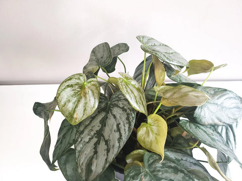 Philodendron Brandtianum - Brandi
