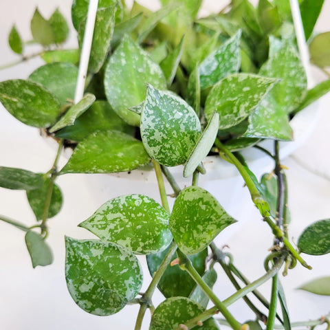 Hoya Krohniana Silver