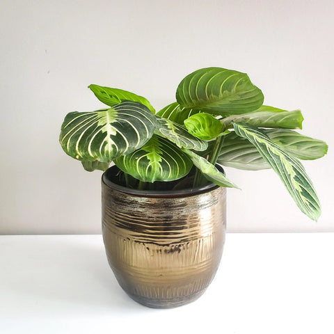 Maranta Leuconeura - Lemon Lime Prayer